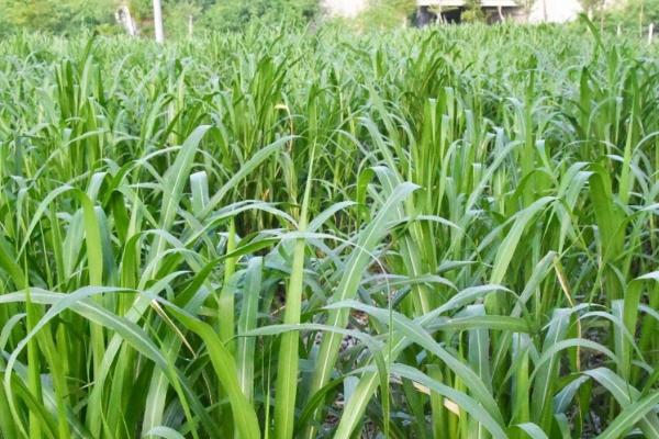 饲料育种的简介,指牧草等饲料作物的育种