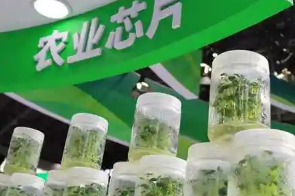 饲料育种的简介,指牧草等饲料作物的育种