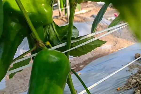 饲料育种的简介,指牧草等饲料作物的育种