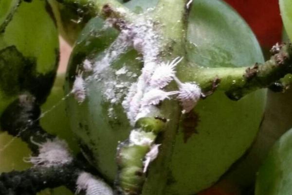 橄榄花常见病虫害与防治方法，常见的有炭疽病、蚧壳虫等