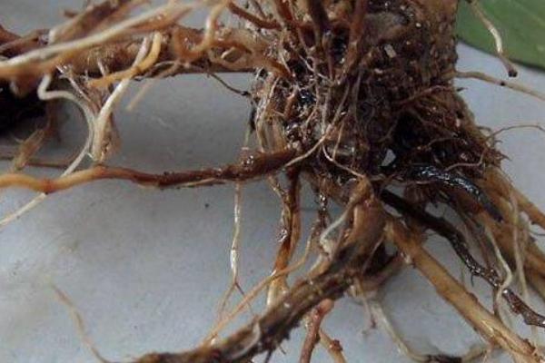 橄榄花常见病虫害与防治方法，常见的有炭疽病、蚧壳虫等