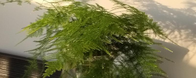 文竹怎么养才能旺盛，要每月修剪1次