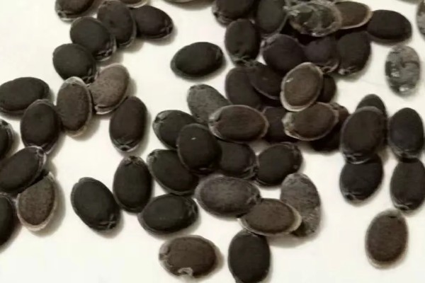 砍瓜如何种植，人工授粉可提高坐果率