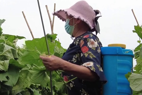 砍瓜如何种植，人工授粉可提高坐果率