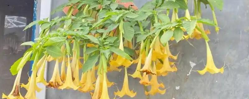 秋天怎么养曼陀罗，初秋每隔3天浇水一次
