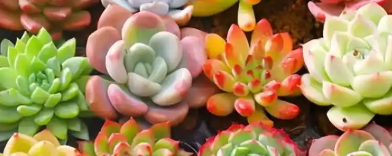 多肉植物能不能放在卧室里，没有危害可以放卧室