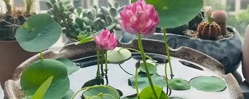 如何养护摘下来的荷花，对底部斜切后再放入瓶中养殖
