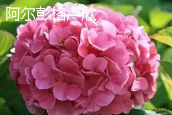 绣球花的开放时间，大多在5-7月份