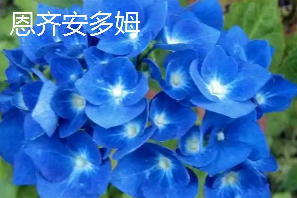 绣球花的开放时间，大多在5-7月份