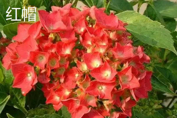 绣球花的开放时间，大多在5-7月份