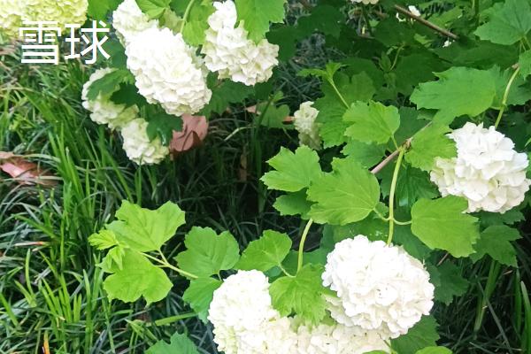 绣球花的开放时间，大多在5-7月份
