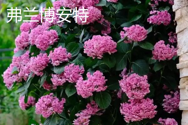 绣球花的开放时间，大多在5-7月份