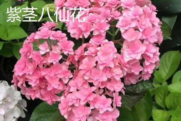绣球花的开放时间，大多在5-7月份