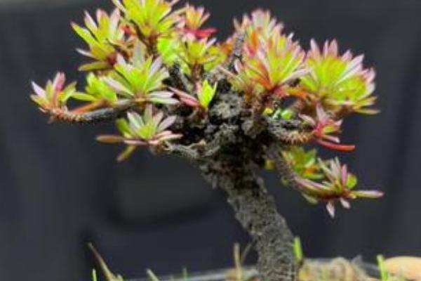 橙花瑞香难养吗，养殖难度并不高
