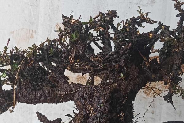 橙花瑞香难养吗，养殖难度并不高
