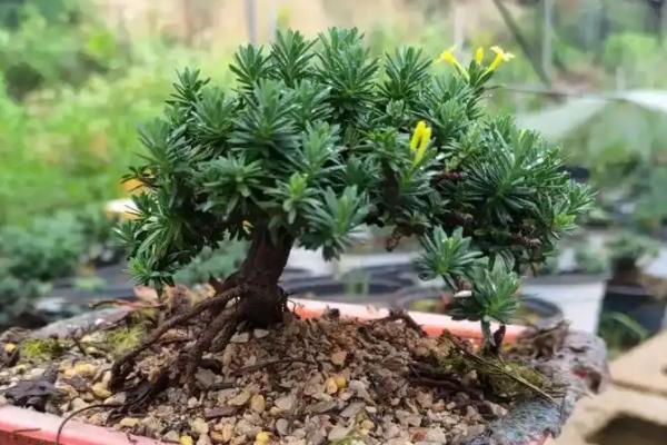 橙花瑞香难养吗，养殖难度并不高