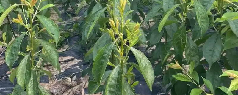 怎么选购优质李子苗，光泽度好才能证明它的活力