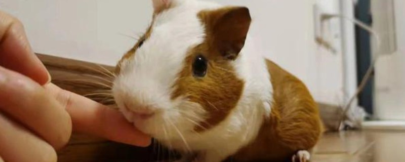怎么管理荷兰猪，平时应时常检查身体状况