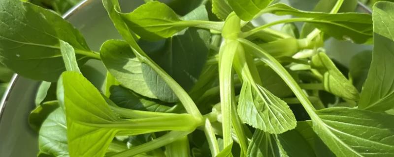 鸡毛菜是哪种菜，又叫做小白菜、青菜等