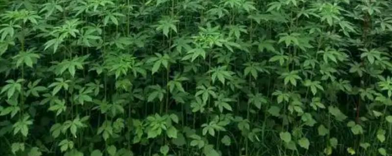 红麻有什么品种，按照生育期的长短可分为特早熟型、早熟型等种类