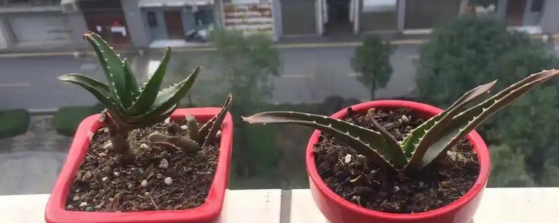芦荟为什么会开花，光照、温湿度等条件满足需求时会自然开放