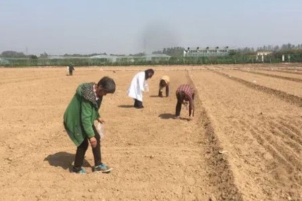鸡毛菜是哪种菜，又叫做小白菜、青菜等