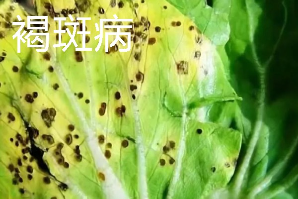 鸡毛菜是哪种菜，又叫做小白菜、青菜等