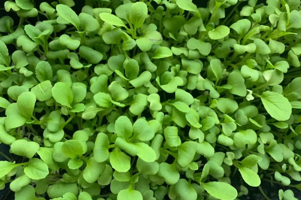 鸡毛菜是哪种菜，又叫做小白菜、青菜等