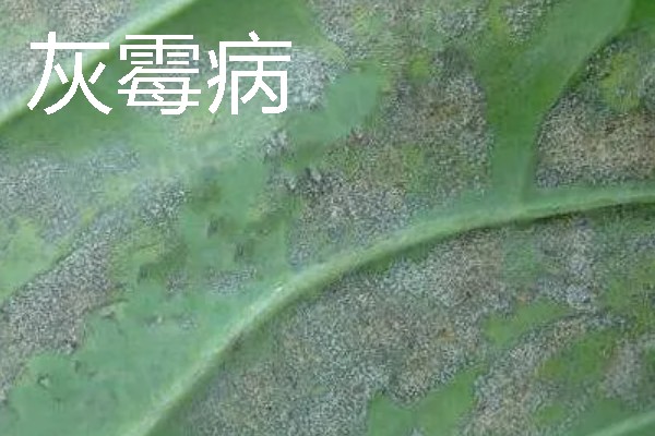 鸡毛菜是哪种菜，又叫做小白菜、青菜等