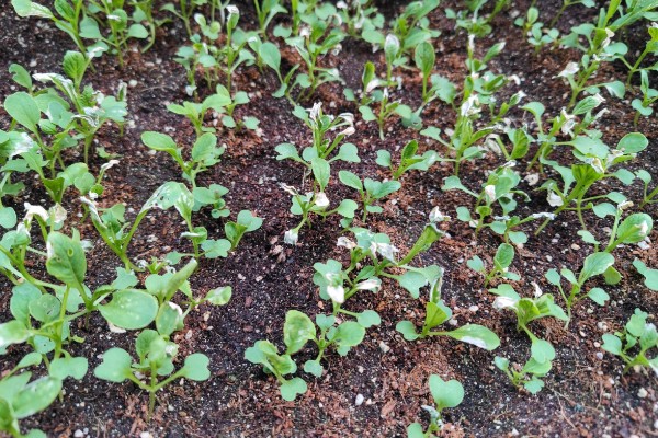 鸡毛菜是哪种菜，又叫做小白菜、青菜等