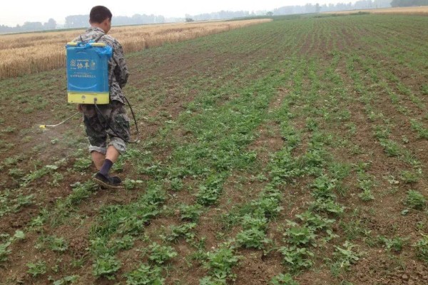 鸡毛菜是哪种菜，又叫做小白菜、青菜等