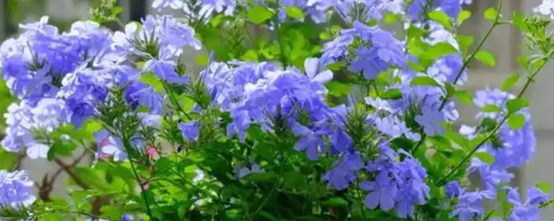 开蓝色花的花卉品种，有蓝雪花、绣球花等