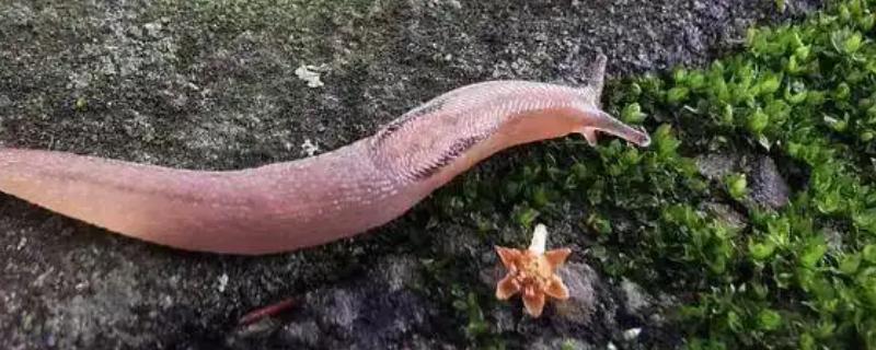 无壳蜗牛是什么，是指蛞蝓