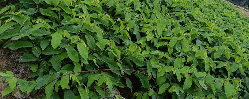 释迦果的种植方法，3月份左右进行