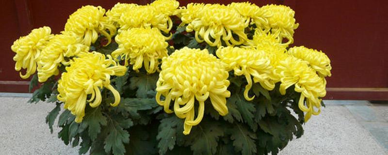 菊花花期的养护方法，遵循见干见湿原则浇水