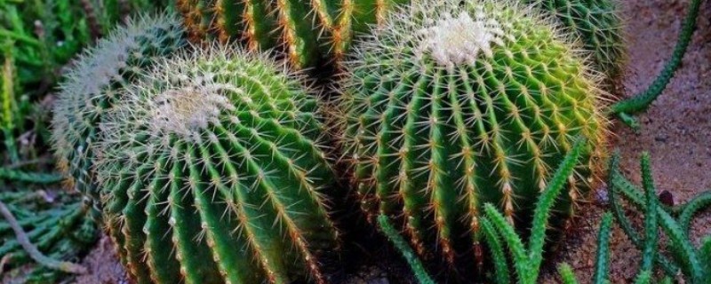 防辐射植物排行榜，首选仙人球