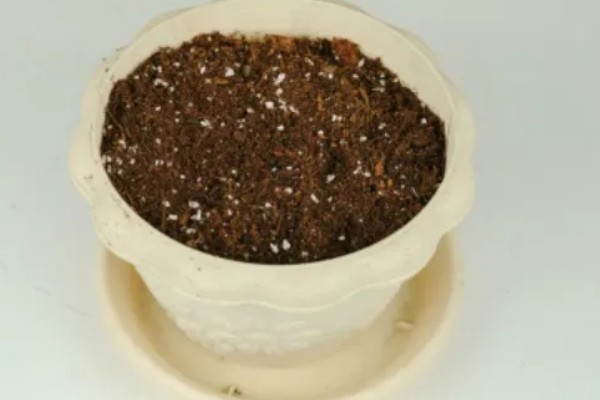 千屈菜种子的种植方法，建议在春秋两季进行