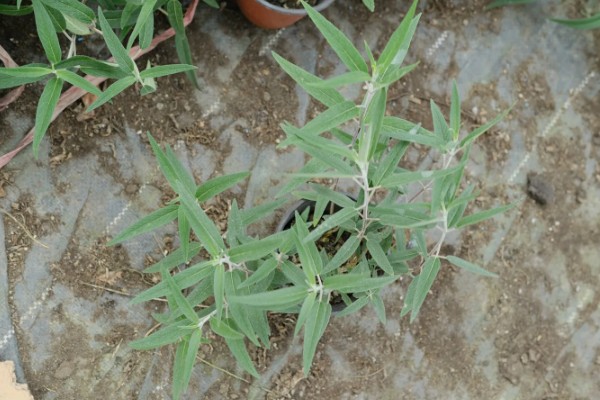 千屈菜种子的种植方法，建议在春秋两季进行