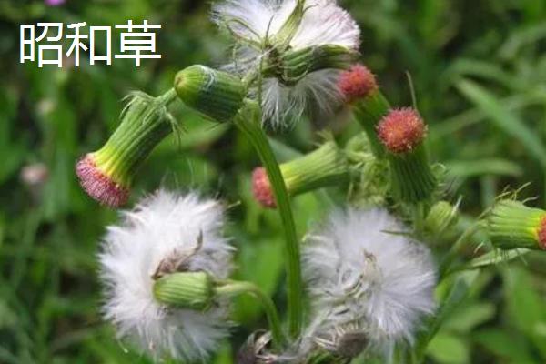 传播种子的方法有哪些，可通过风力、弹射传播等