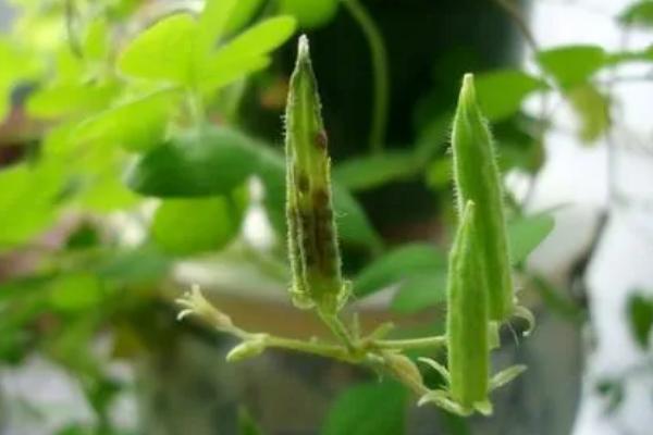 传播种子的方法有哪些，可通过风力、弹射传播等