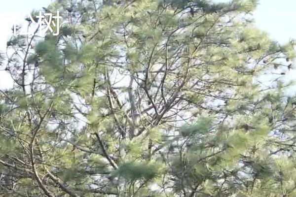 传播种子的方法有哪些，可通过风力、弹射传播等