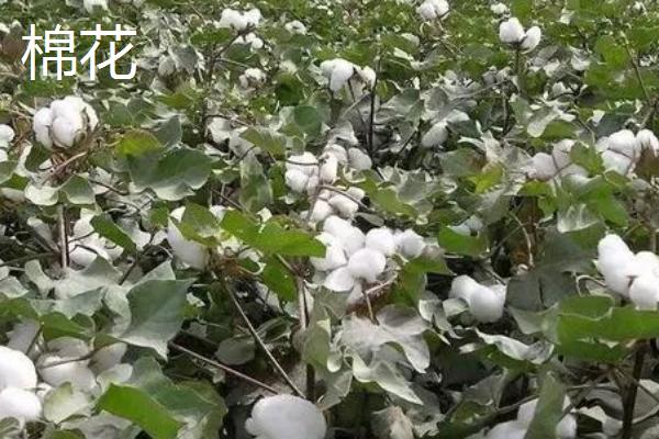 传播种子的方法有哪些，可通过风力、弹射传播等