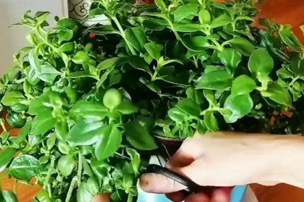 牡丹吊兰的养殖方法，生长旺盛期每隔2-3天浇一次水