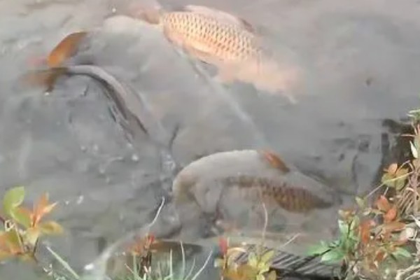 鲤鱼的产卵数量，产卵数量约为10-80万粒