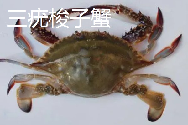 梭子蟹有哪些品种，常见的有三疣梭子蟹、红星梭子蟹等