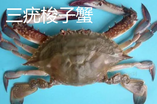 梭子蟹有哪些品种，常见的有三疣梭子蟹、红星梭子蟹等