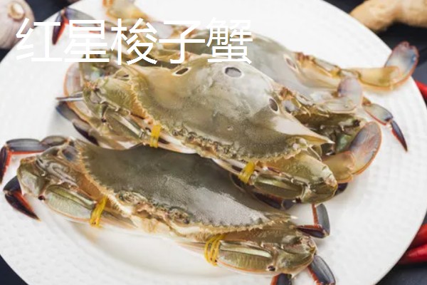 梭子蟹有哪些品种，常见的有三疣梭子蟹、红星梭子蟹等