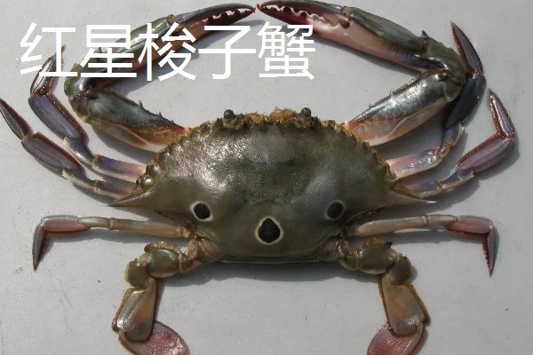 梭子蟹有哪些品种，常见的有三疣梭子蟹、红星梭子蟹等