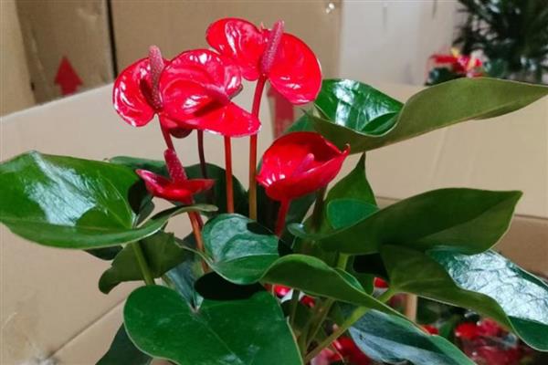 红掌不红的原因，可能是光照不足所致