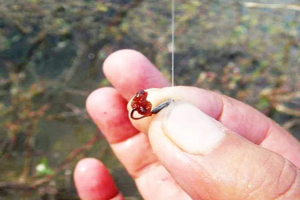 黄尾鱼吃不吃玉米，垂钓时可使用玉米粒等自然饵